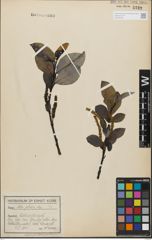 Foto von Salix glabra Scop.